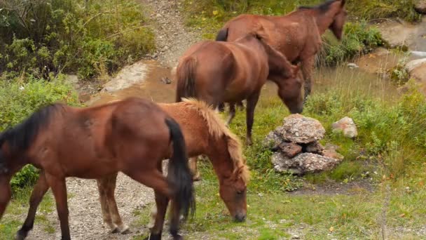 Caballos salvajes pastan en las montañas — Vídeo de stock