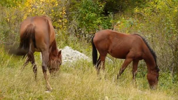 Wild horses graze in the mountains — Stock Video