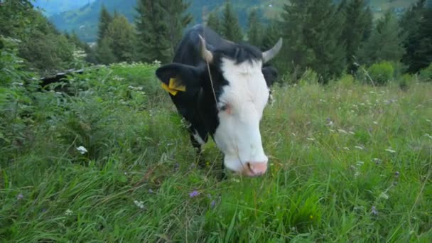 Las vacas pastan en las montañas Cárpatos — Vídeo de stock