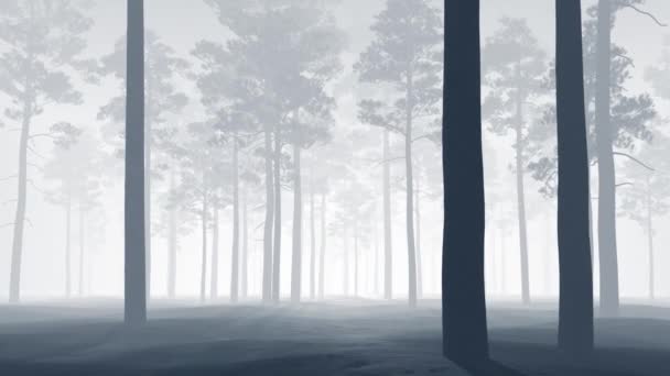 Pine Beautiful Forest Fog — Stock videók