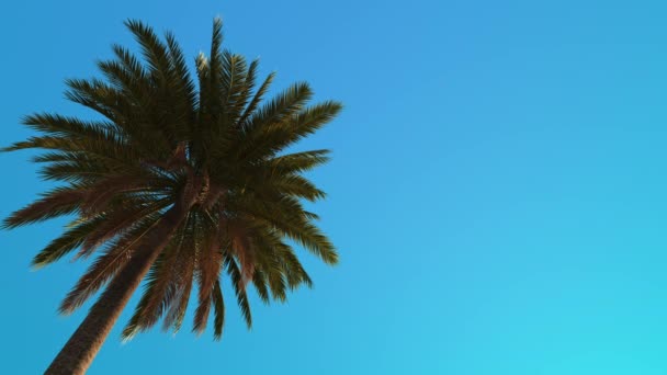 Palm Tree Sways Wind Sky — Video Stock