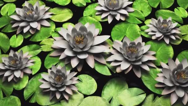 Waterlelie Bloemen Lotus Het Wateroppervlak Van Een Meer Moeras — Stockvideo