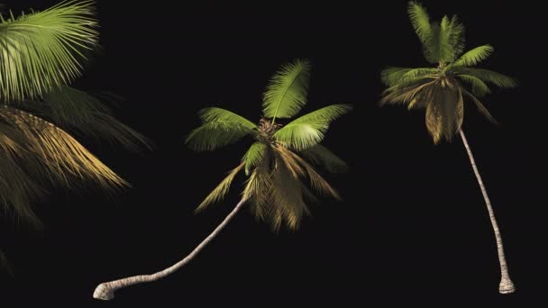 一组热带棕榈 背景透明 有阿尔法通道 宣传假期和旅行的准备工作 — 图库视频影像