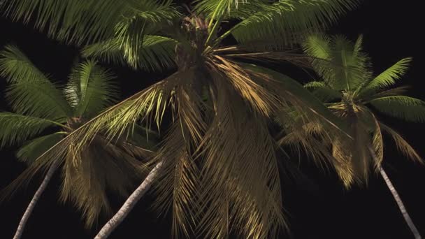 Набор Тропических Пальм Прозрачном Фоне Альфа Каналом Подготовка Рекламному Отпуску — стоковое видео