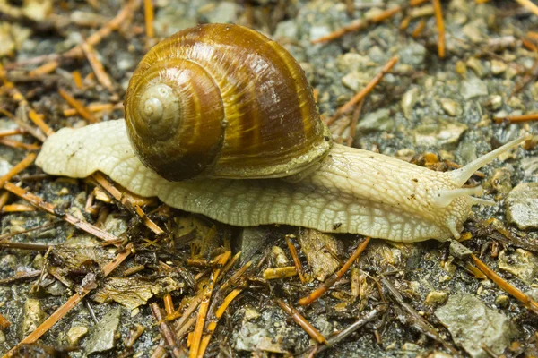 Caracol —  Fotos de Stock