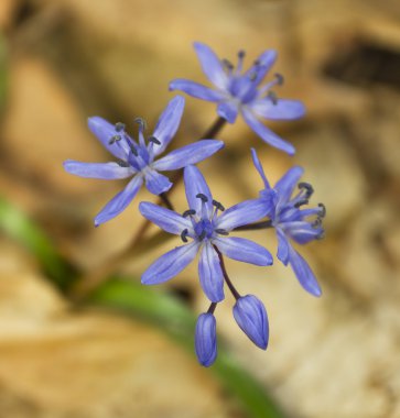 squill çiçek