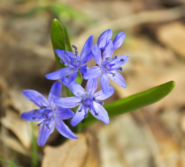squill çiçek