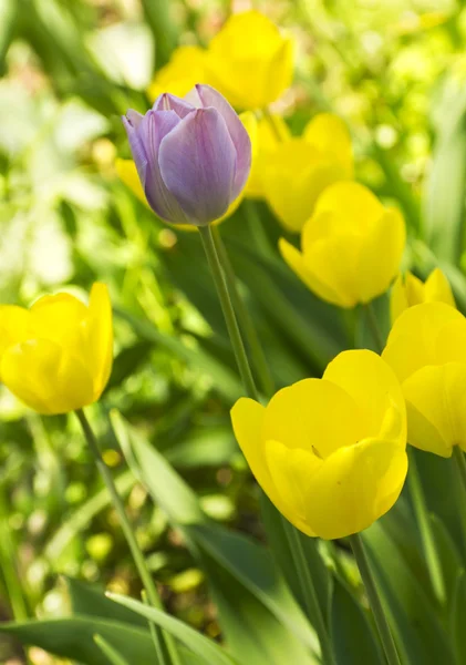 Spring garden — Stock Photo, Image