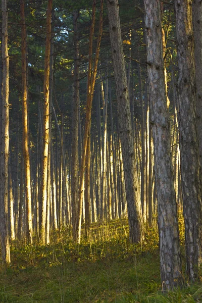 Bosque soleado — Foto de Stock