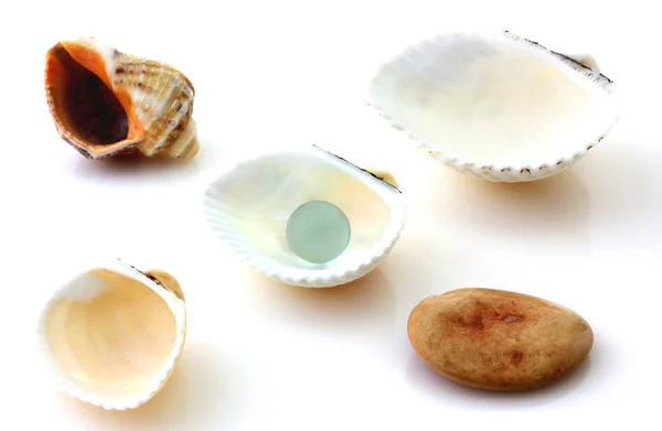 Shells with pearl and Rapana isolated on white — Stock Photo, Image