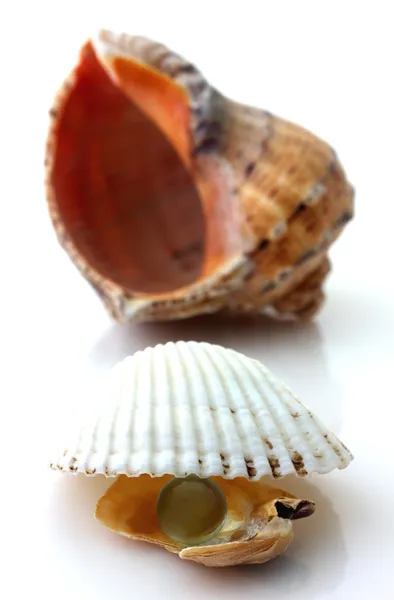 Shells with pearl and Rapana isolated — Stock Photo, Image