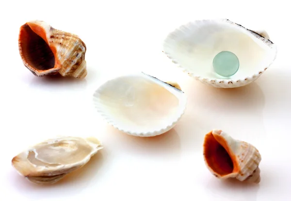 Shells with pearl and Rapana isolated on white — Stock Photo, Image