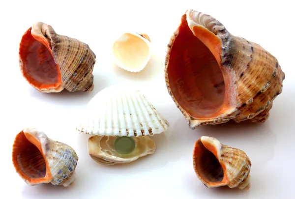 Shells with pearl and Rapana isolated on white — Stock Photo, Image