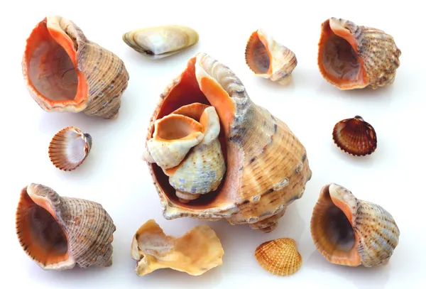 Shells and Rapana isolated — Stock Photo, Image