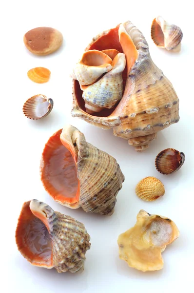 Shells and Rapana isolated — Stock Photo, Image