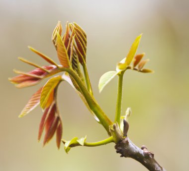 taze bahar yapraklar