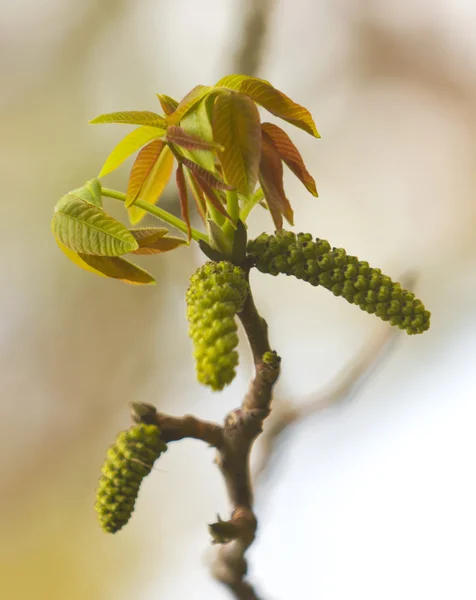 Fresh spring leafs — Stock Photo, Image