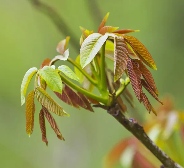 Fresh spring leafs — Stock Photo, Image