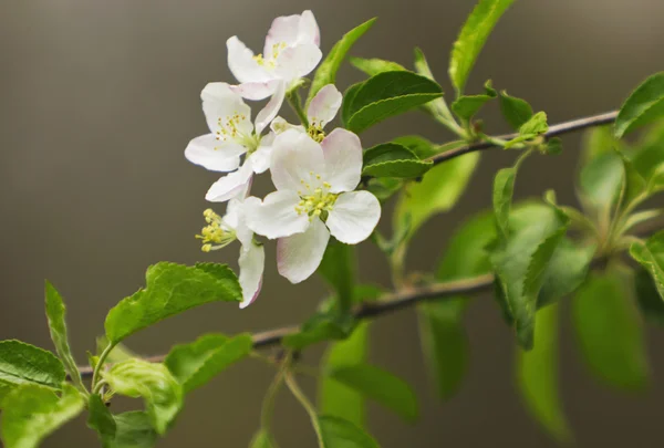 Arbre de printemps — Photo