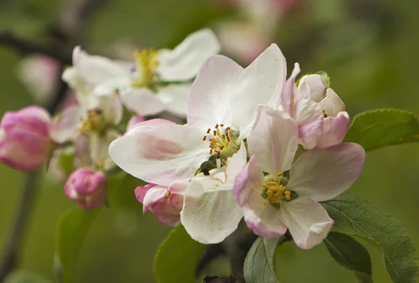 Spring tree — Stock Photo, Image