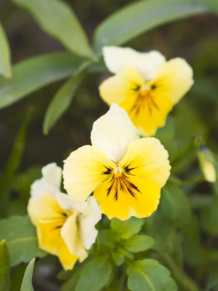 Spring flower — Stock Photo, Image