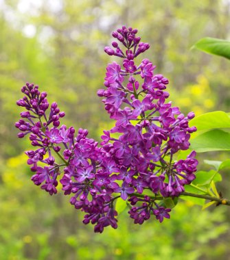 Eflatun çiçekler çok güzel