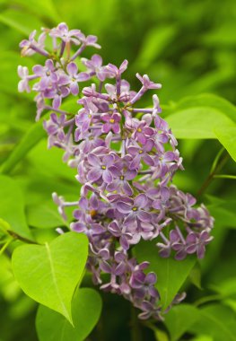 Eflatun çiçekler çok güzel