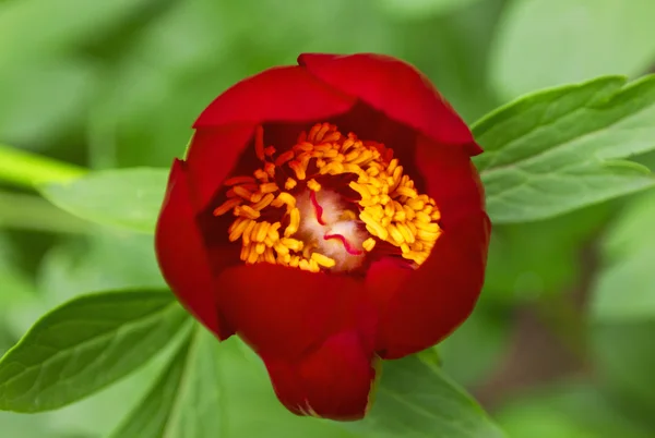 Röd pion blomma — Stockfoto