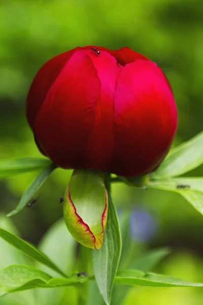 Rote Pfingstrosenblume — Stockfoto