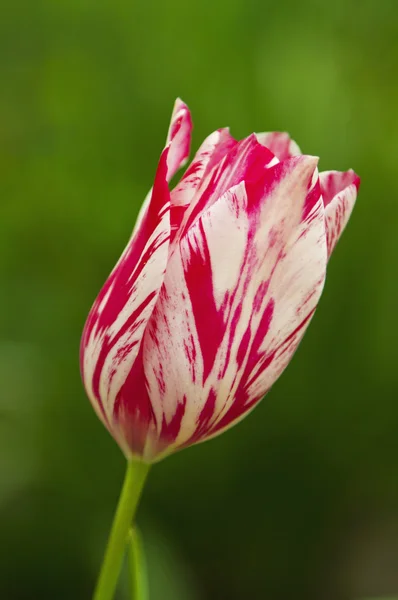 Tulipano colorato — Foto Stock
