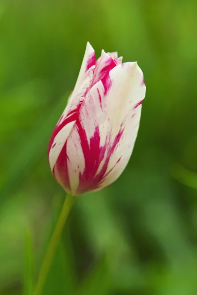 Colorful Tulip — Stock Photo, Image