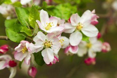 Bahar ağacı çiçekleri