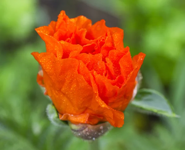 Frische Mohnblume — Stockfoto