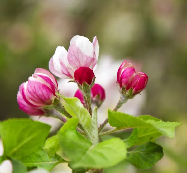 Spring tree flowers — Stock Photo, Image