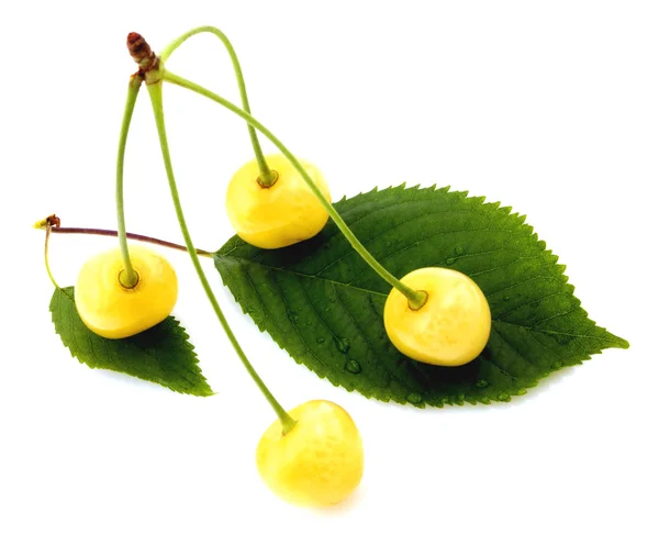 White cherries isolated — Stock Photo, Image