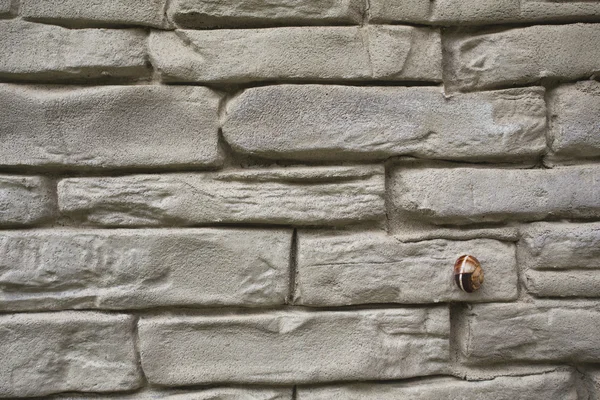 Caracol en la pared de piedra — Foto de Stock