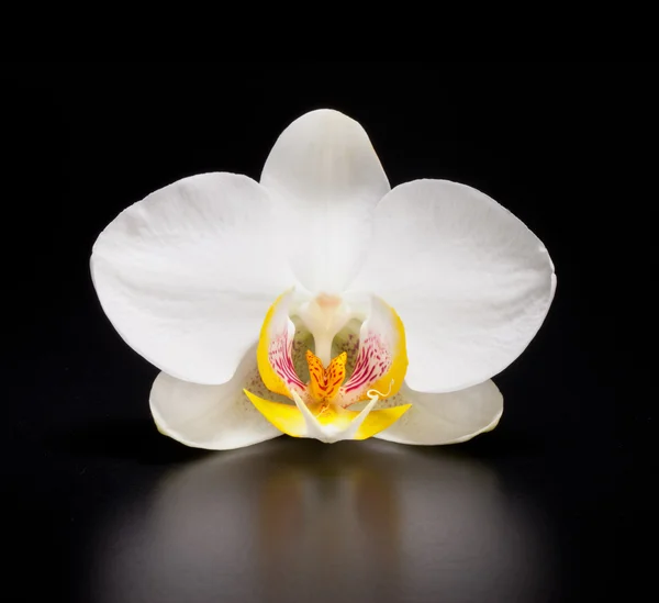 Белоцветущая орхидея — стоковое фото