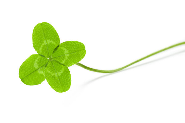 shamrock or four leave clover