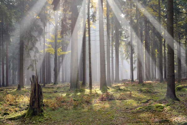Sol na floresta — Fotografia de Stock