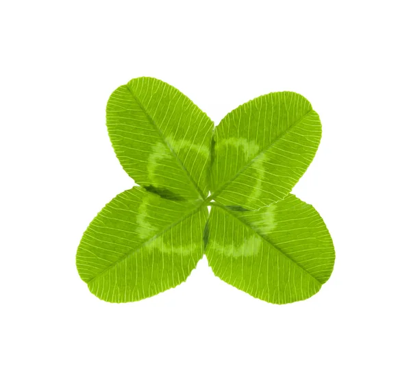 Shamrock of vier verlaten klaver — Stockfoto