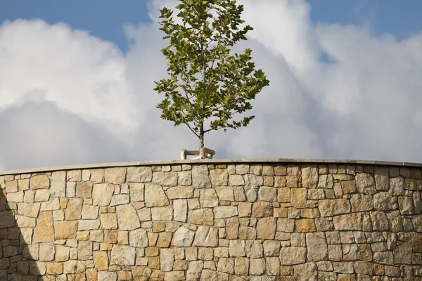 Taştan bir duvar arkasında genç Akça ağaç — Stok fotoğraf
