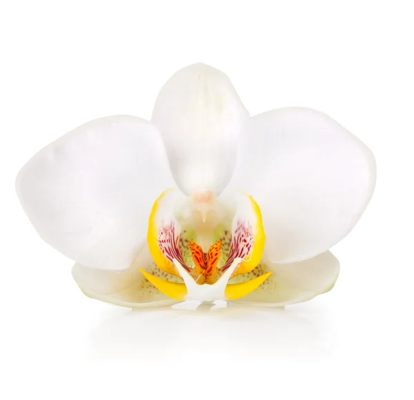 Orchidée — Photo