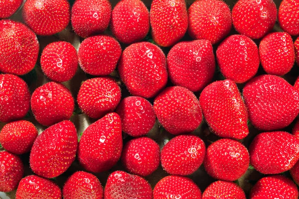 Fraise — Photo