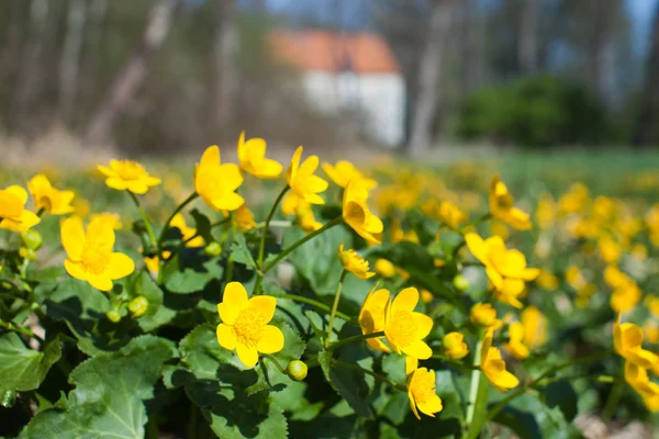 Gule vårblomster – stockfoto