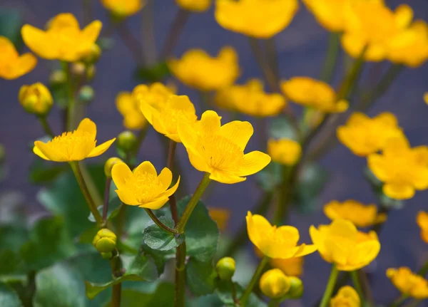 Gule vårblomster – stockfoto