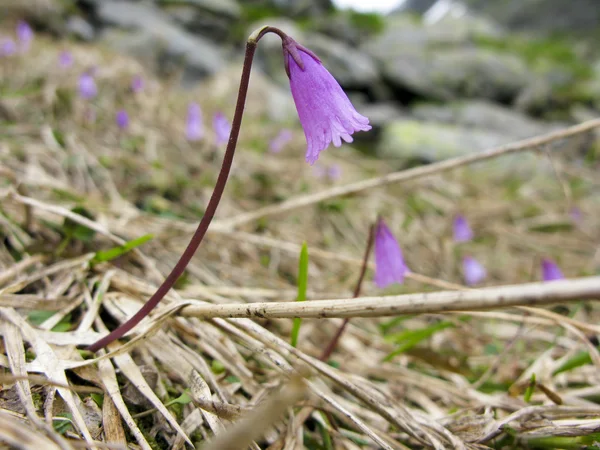 Primo fiore primaverile — Foto Stock