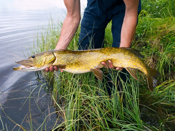 Zeer grote snoek — Stockfoto