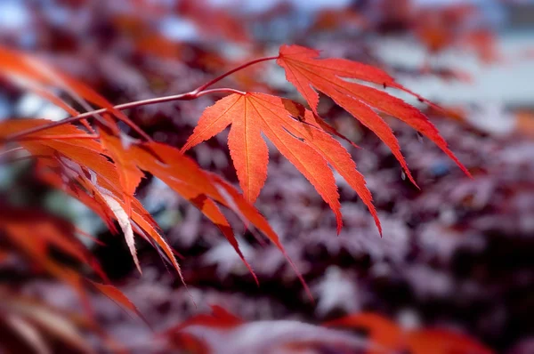 Red maple leaves — Stock Photo, Image