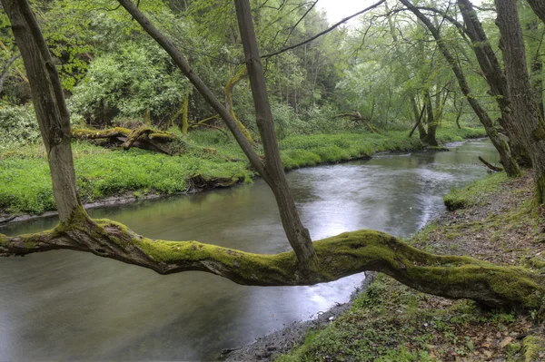 Baum mit Moos auf dem Fluss — Stockfoto