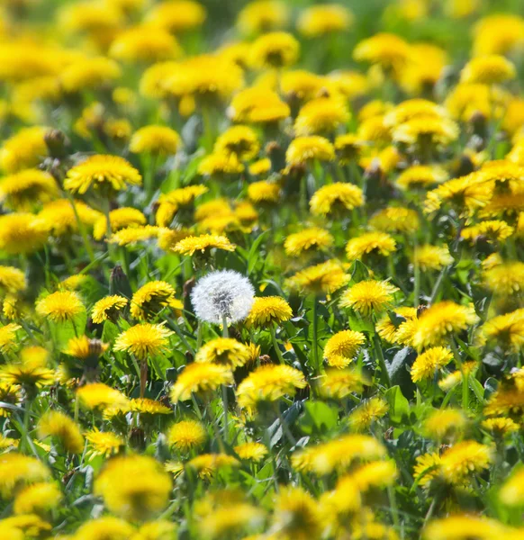 Lente achtergrond — Stockfoto